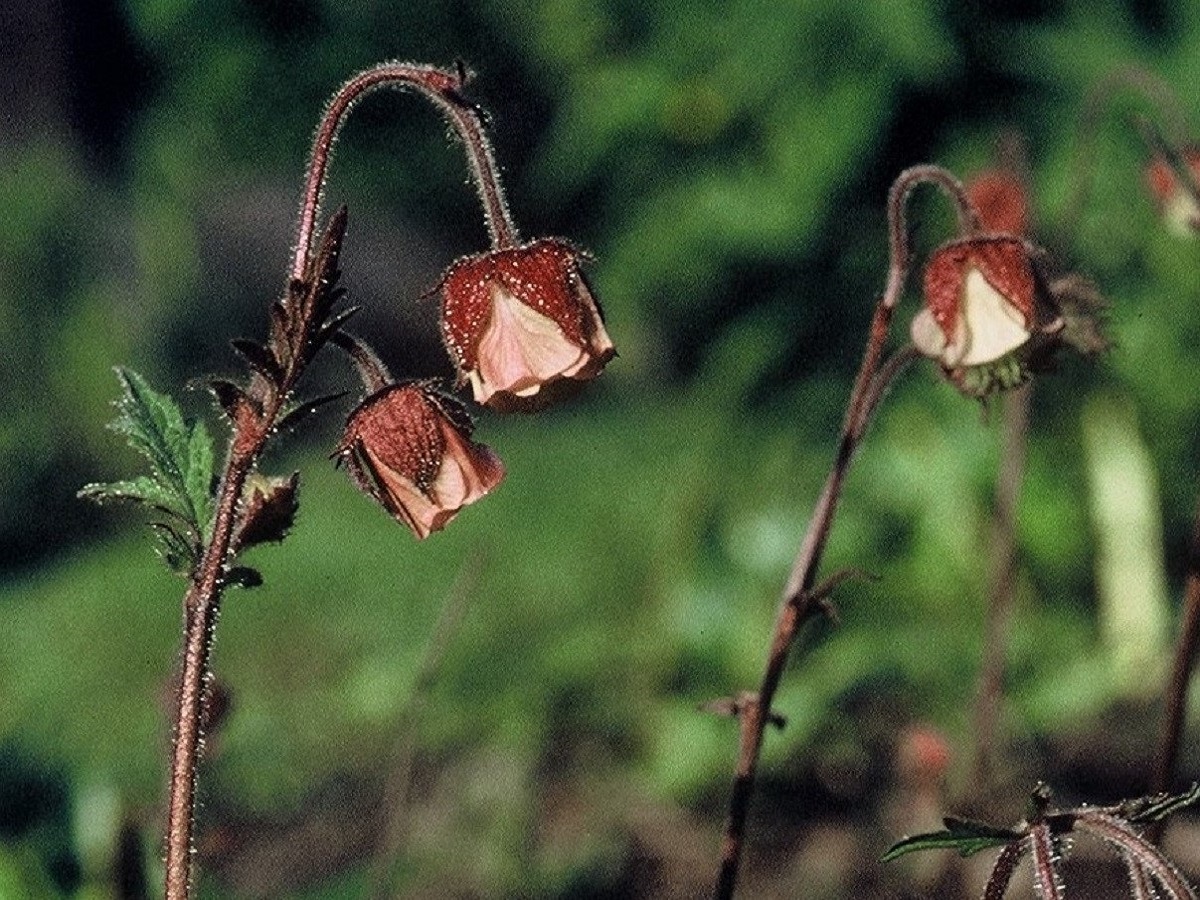 Geum rivale (Rosaceae)